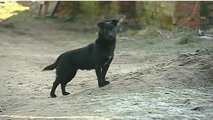 波蘭3歲女孩寒夜走失小狗徹夜守候使其幸存（圖）